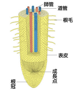 小学理科3年 16