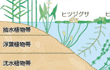 水辺の植物