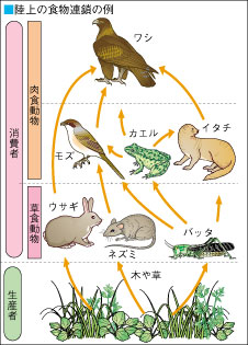 中学理科生物 06