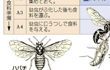 昆虫、子供の育て方