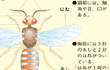 昆虫のからだの構造