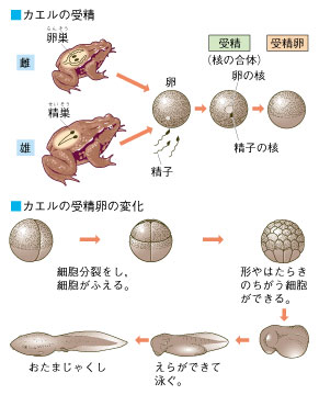 中学理科生物 14