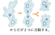 無性生殖、アメーバ、ジャガイモ、オニユリ