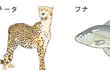 チータ、フナ、トカゲ、オオサンショウウオ、タカ、チョウ