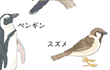キジバト、ニワトリ、ペンギン、スズメ、カルガモ、鳥類