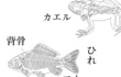 セキツイ動物