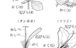 花のつくり、アブラナ、エンドウ、タンポポ、ツツジ