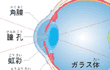 目のしくみ、断面図