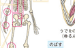 ヒトの骨格とはたらき、筋肉の伸縮