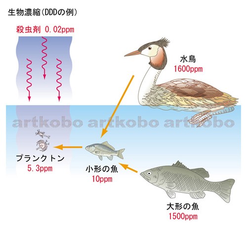 Web教材イラスト図版工房 R C2 自然と環境保全 06