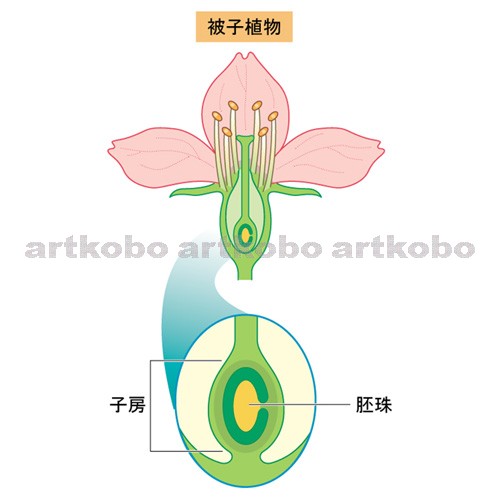 Web教材イラスト図版工房 R C2 植物のなかま 01