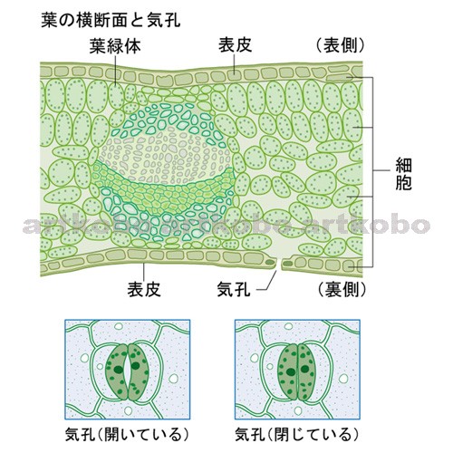 Web教材イラスト図版工房 R C2 植物の生活 28