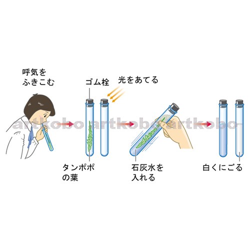 Web教材イラスト図版工房 R C2 植物の生活 33