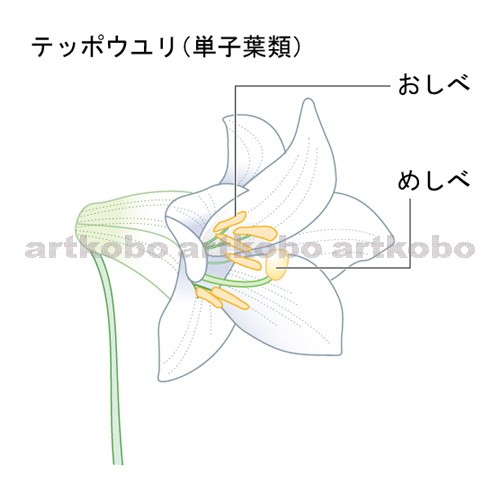 Web教材イラスト図版工房 R C2 植物の生活 63