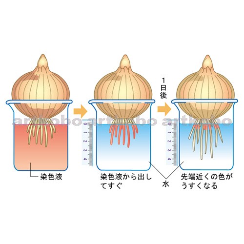 Web教材イラスト図版工房 R C2 生物と細胞 03