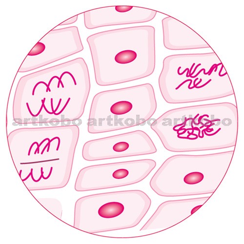 Web教材イラスト図版工房 細胞分裂