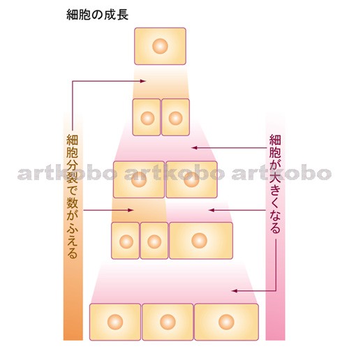 Web教材イラスト図版工房 R C2 生物と細胞 12