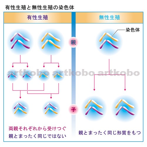 Web教材イラスト図版工房 R C2 生物のふえ方 02