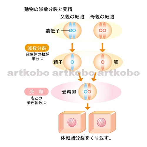 Web教材イラスト図版工房 R C2 生物のふえ方 04