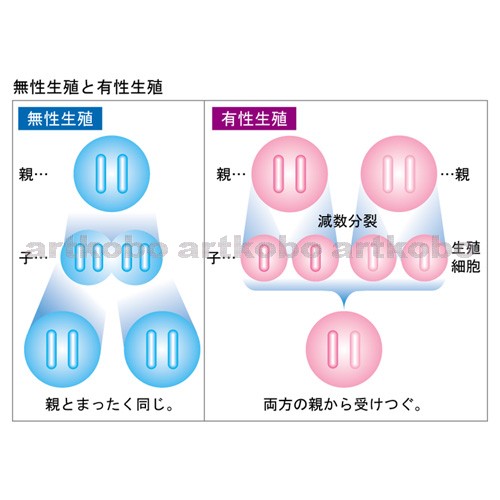 Web教材イラスト図版工房 R C2 生物のふえ方 13