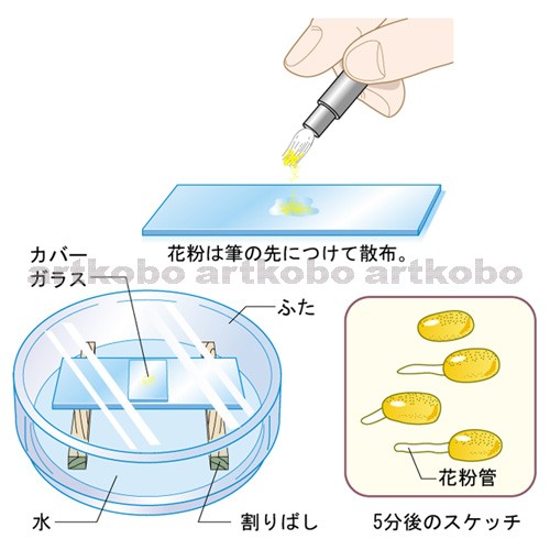 Web教材イラスト図版工房 R C2 生物のふえ方 15