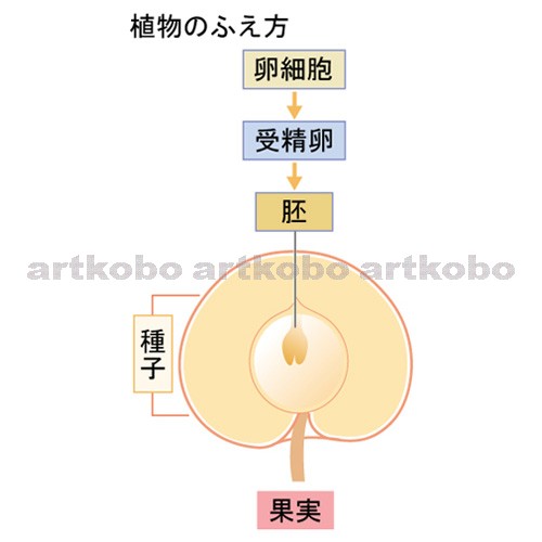 Web教材イラスト図版工房 R C2 生物のふえ方 27