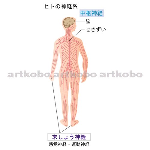 Web教材イラスト図版工房 動物の行動とからだ