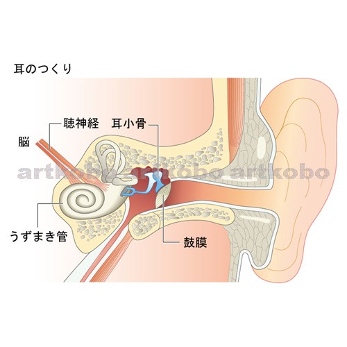 Web教材イラスト図版工房 R C2 動物の行動 08