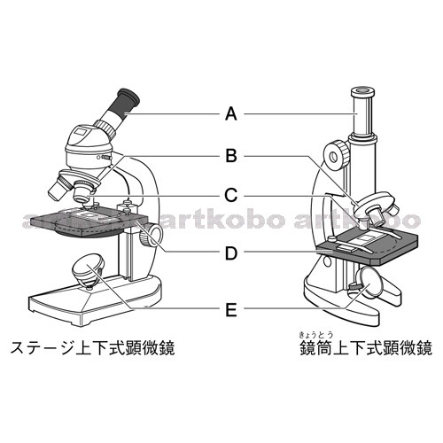 Web教材イラスト図版工房 R C2m ステージ上下式顕微鏡 5