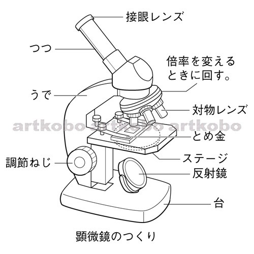 顕微鏡 しぼり Article