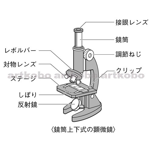 Web教材イラスト図版工房 R C2m 鏡筒上下式顕微鏡 1