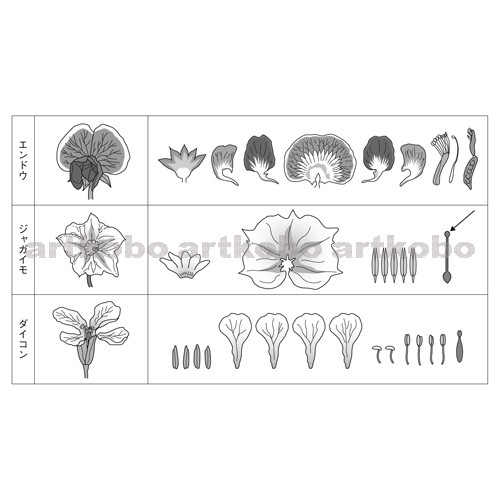 Web教材イラスト図版工房 R C2m 植物の花のつくりと分解図