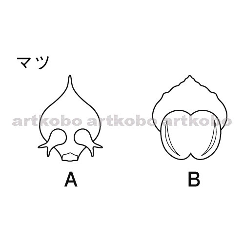 Web教材イラスト図版工房 R C2m マツの雌花と雄花のつくり 3