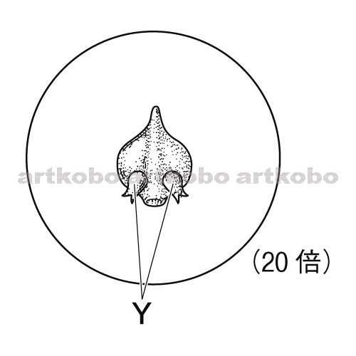 Web教材イラスト図版工房 裸子植物の花のつくり