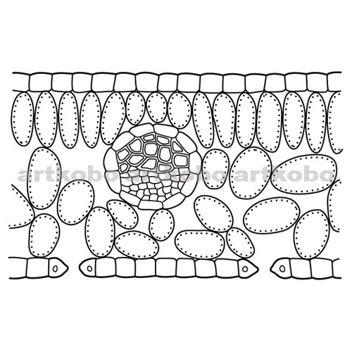 Web教材イラスト図版工房 R C2m 葉の横断面のつくり 2