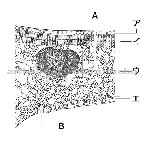 Web教材イラスト図版工房 R C2m 葉の横断面のつくり 10