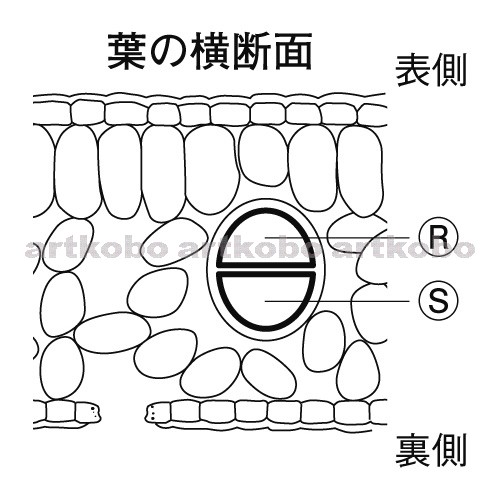 Web教材イラスト図版工房 R C2m 葉の断面のつくり 2