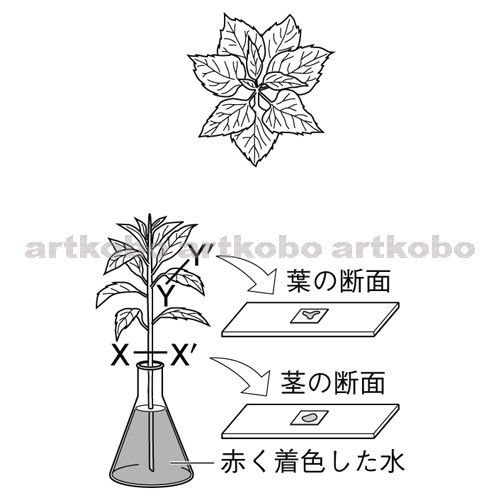 Web教材イラスト図版工房 R C2m 葉のつき方と葉や茎のつくり