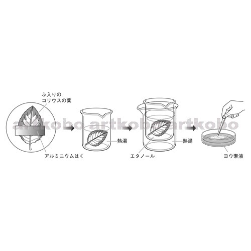 Web教材イラスト図版工房 R C2m 光合成が行われていることを脱色して調べる方法