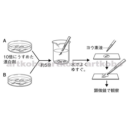 Web教材イラスト図版工房 R C2m 水草のヨウ素液による反応