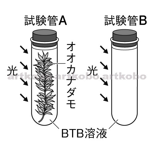 Web教材イラスト図版工房 R C2m オオカナダモの光合成と呼吸 3