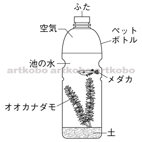Web教材イラスト図版工房 R C2m ペットボトル内での植物と動物のはたらき