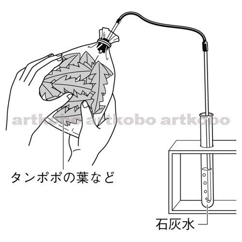 Web教材イラスト図版工房 R C2m 植物が呼吸を行っていることを確かめる実験 石灰水