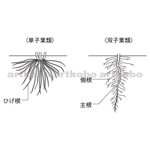 Web教材イラスト図版工房 R C2m 根の形 1