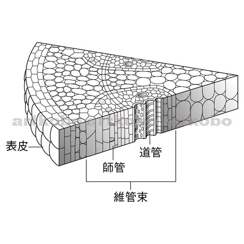 Web教材イラスト図版工房 R C2m 茎の断面のつくり 2