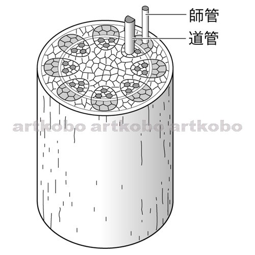 Web教材イラスト図版工房 茎のつくりとはたらき