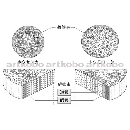 Web教材イラスト図版工房 R C2m ホウセンカとトウモロコシの茎の横断面 3