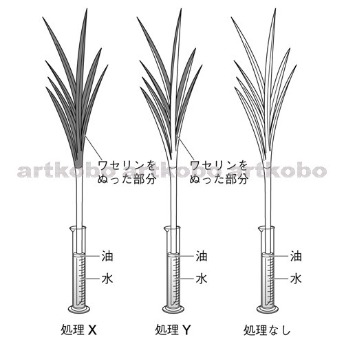 Web教材イラスト図版工房 蒸散