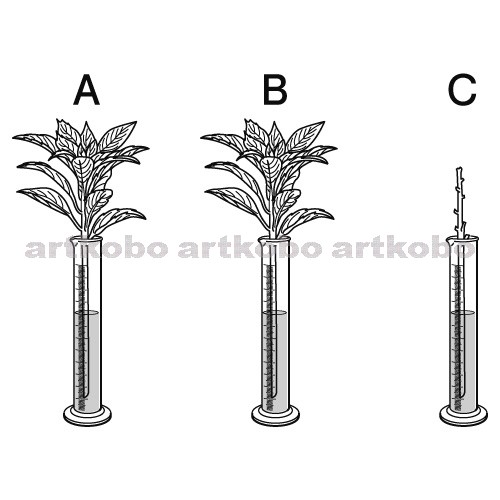 Web教材イラスト図版工房 蒸散