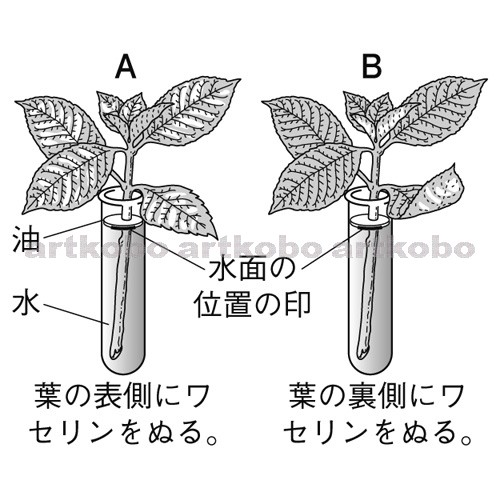 Web教材イラスト図版工房 根や茎のつくりとはたらき